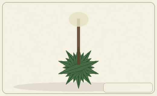 Stylized form diagram for Cycads called sago palms