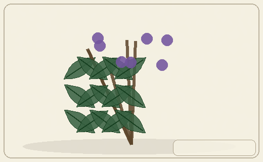 Stylized form diagram for Horopito / pepper tree