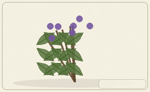 Stylized form diagram for Jojoba