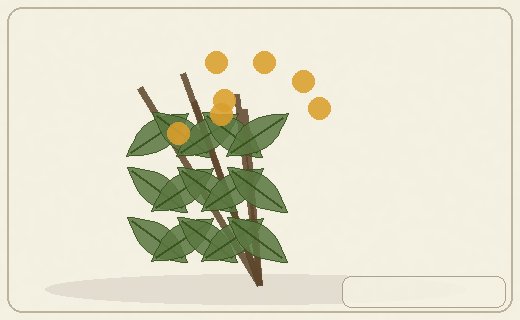 Stylized form diagram for Koromiko