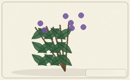 Stylized form diagram for Labrador tea