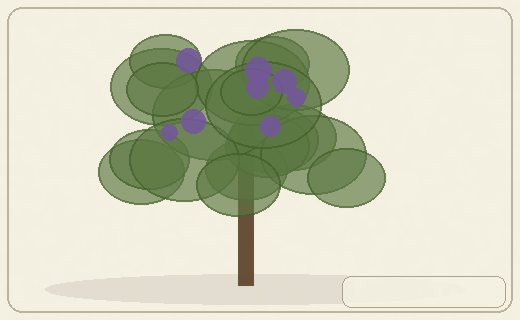 Stylized form diagram for Southern beeches