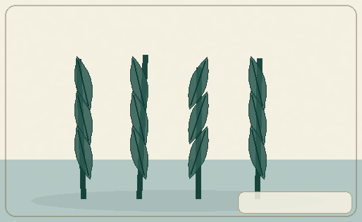 Stylized form diagram for Broad pondweeds