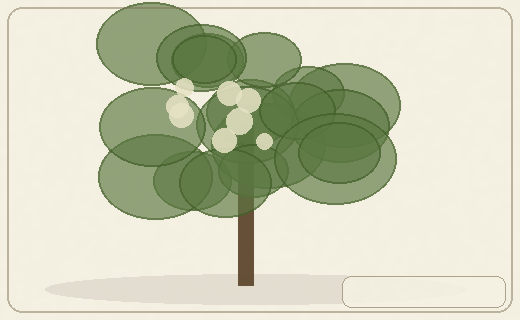 Stylized form diagram for Cinchona trees