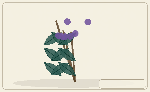 Stylized form diagram for Wild and cultivated quinoa relatives