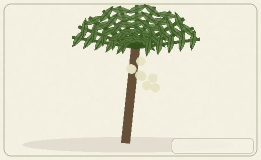 Stylized form diagram for True sago palm