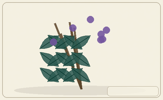 Stylized form diagram for Sea buckthorn
