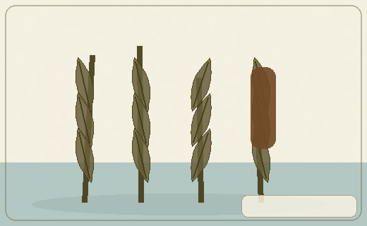 Stylized form diagram for Tropical arrowheads