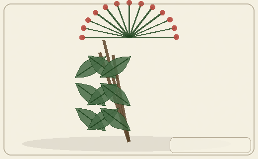 Stylized form diagram for Water hemlocks