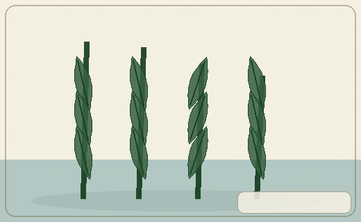 Stylized form diagram for Watercress